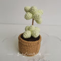 Green Succulent Plant