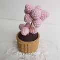 Pink Succulent