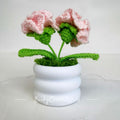 Little Pink Carnation