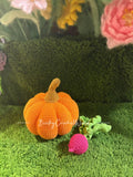 Pumpkin S with Radish