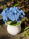 Hydrangea Blue