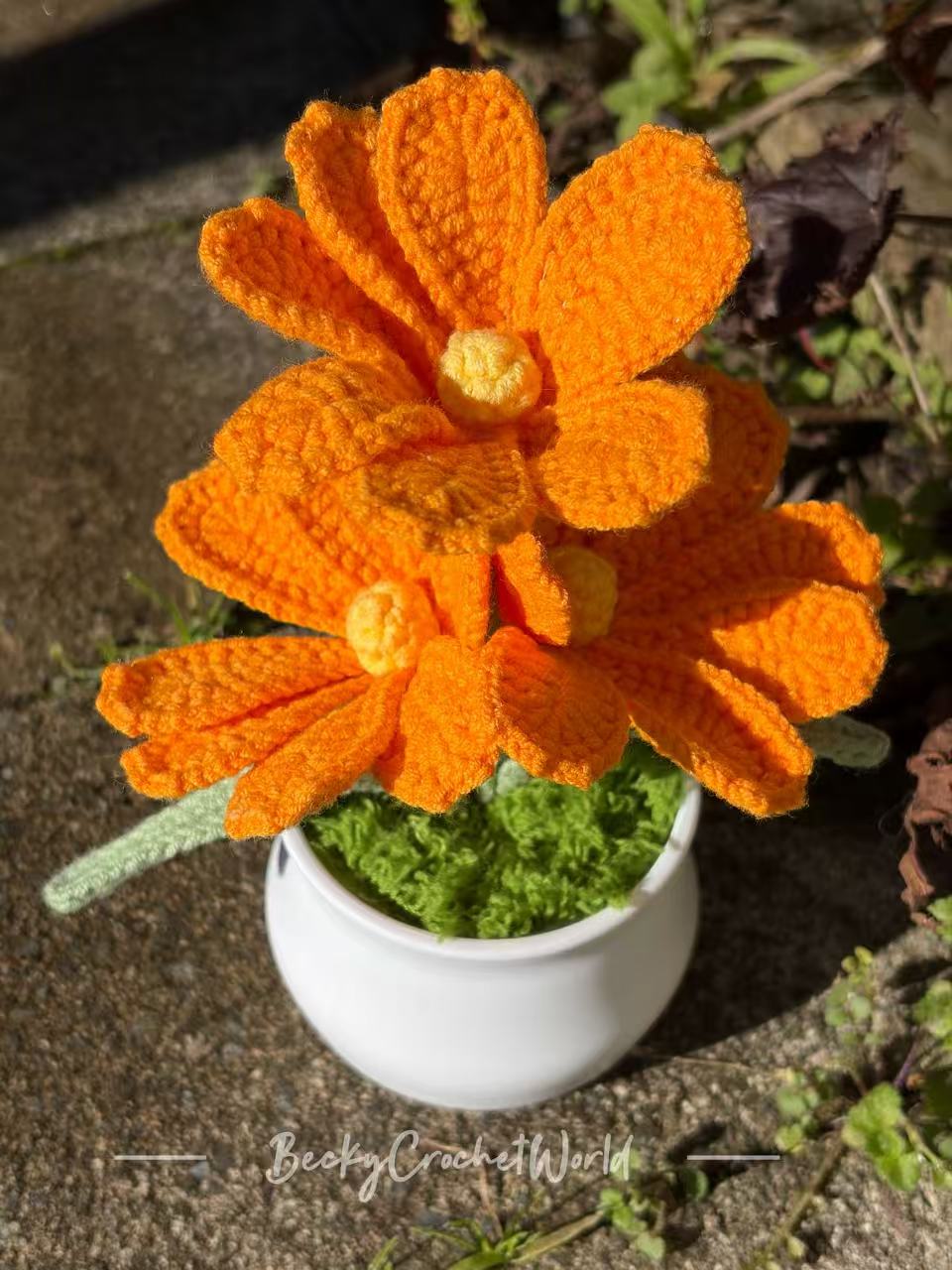 Cosmos Flowers Orange