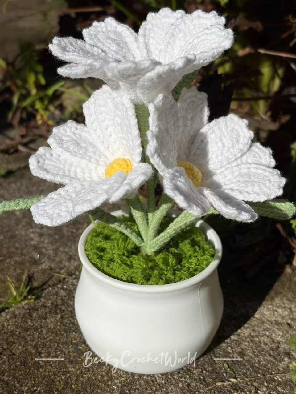 Cosmos Flowers White