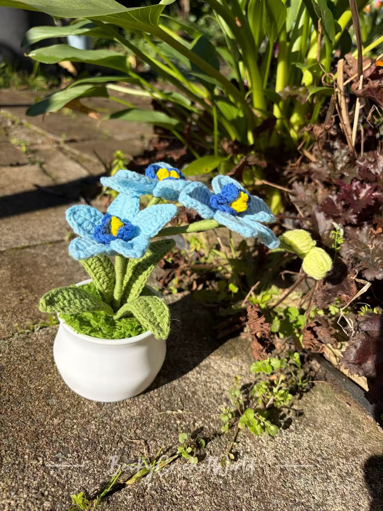 Orchid Blue