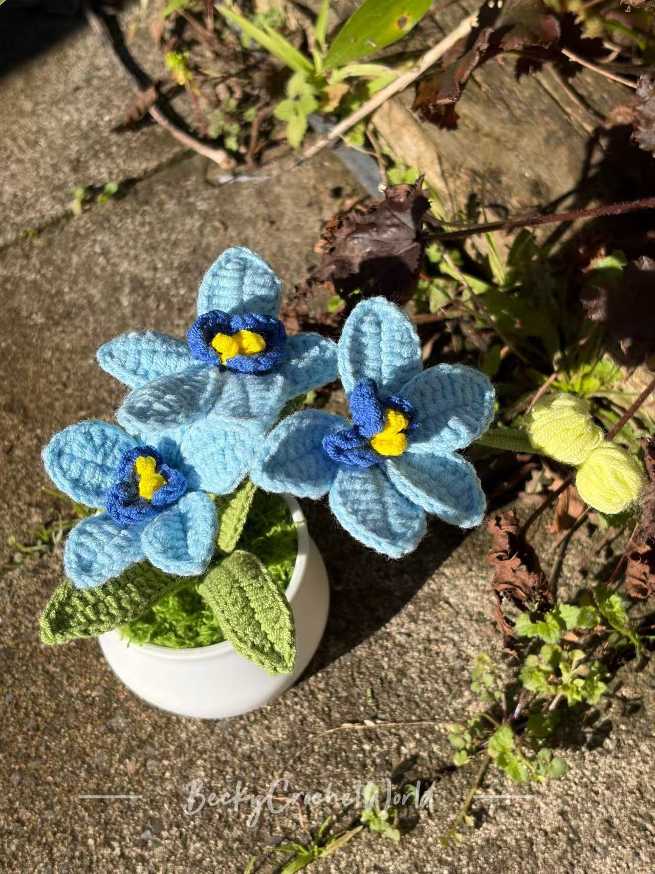 Orchid Blue