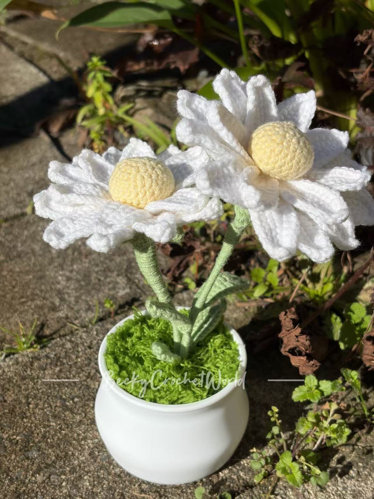 Zinnia Flowers White