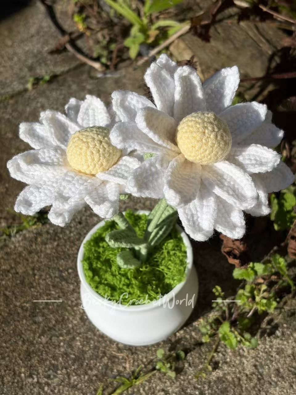 Zinnia Flowers White