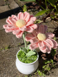 Zinnia Flowers Pink