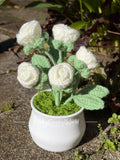 Rose White