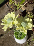 Zinnia Flowers Green