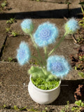 Daisy Blue Ethereal