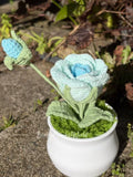 Rose Blue