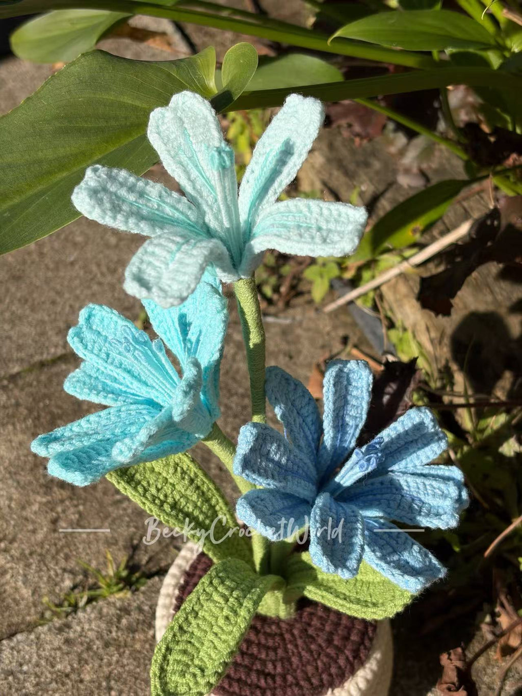 Lewisia Blue 1
