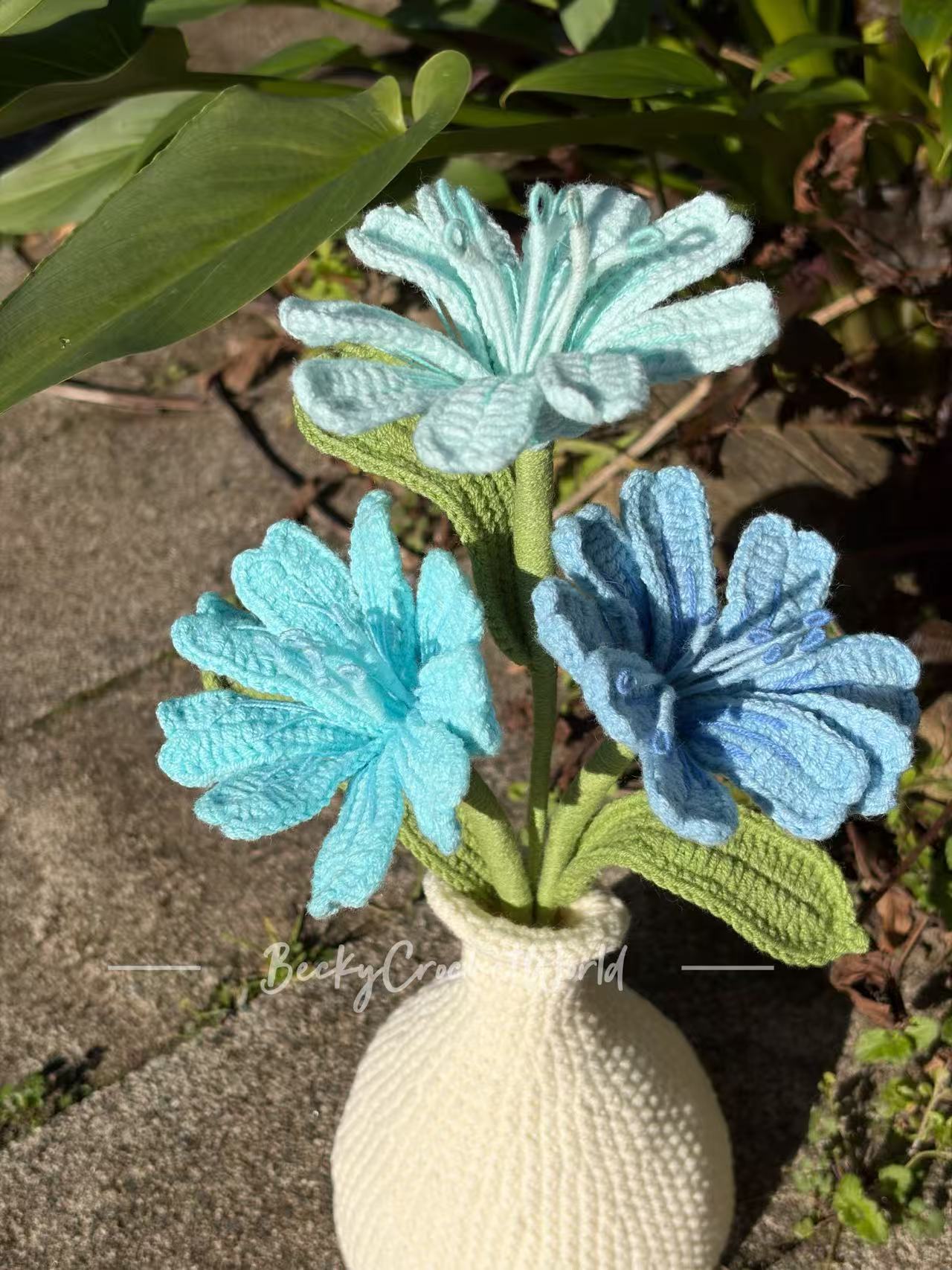 Lewisia Blue 2