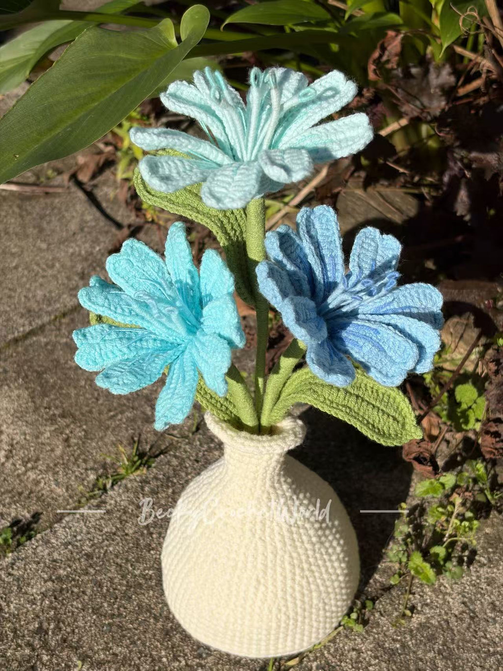 Lewisia Blue 2