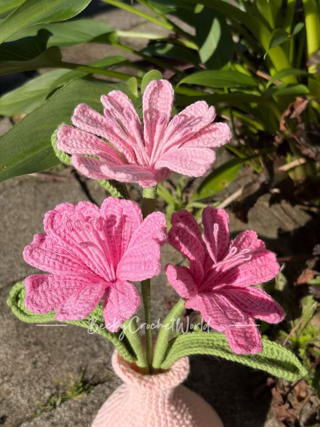Lewisia Pink