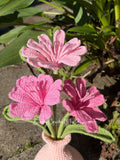 Lewisia Pink