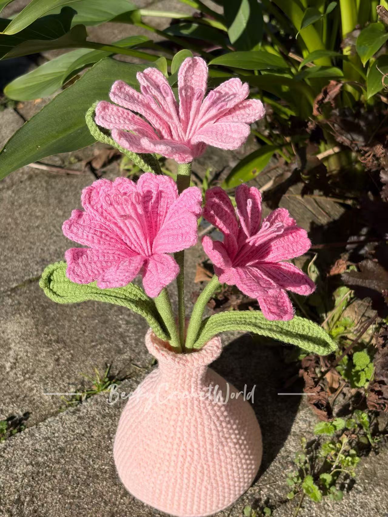 Lewisia Pink