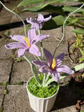 Flowers Purple