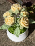 Rose yellow light