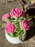 Rose Pink