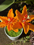 Lily Orange