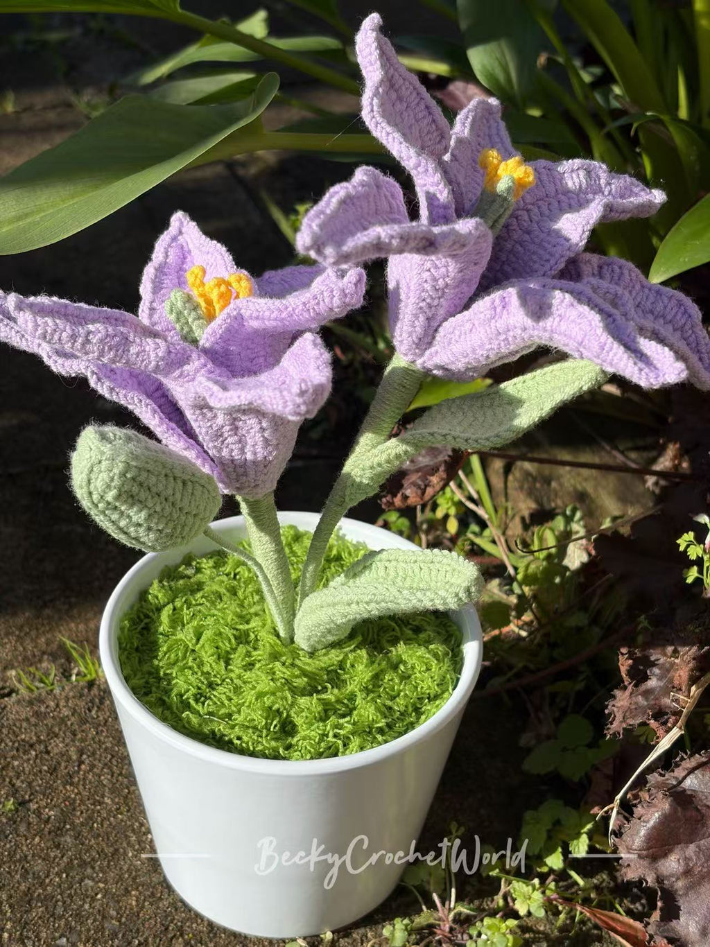 Lily Purple