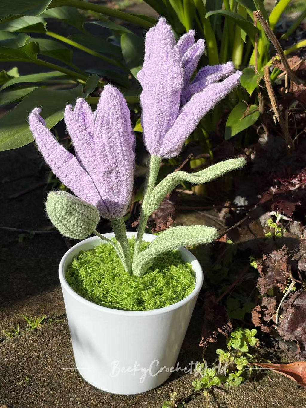 Lily Purple