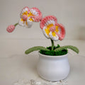 Little Pink Phalaenopsis Orchid Flower Pot